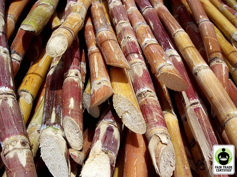 Cut Sugar Cane image